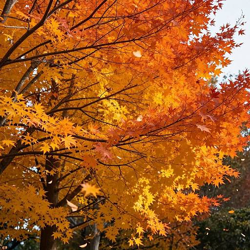 Autumn Tree Branches with Star-Shaped Leaves