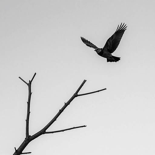 Monochrome Bird on Branch