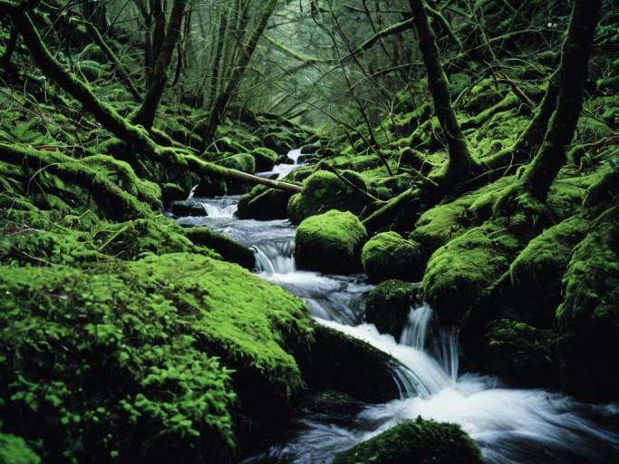 Mysterious Forest Stream Wallpaper Design