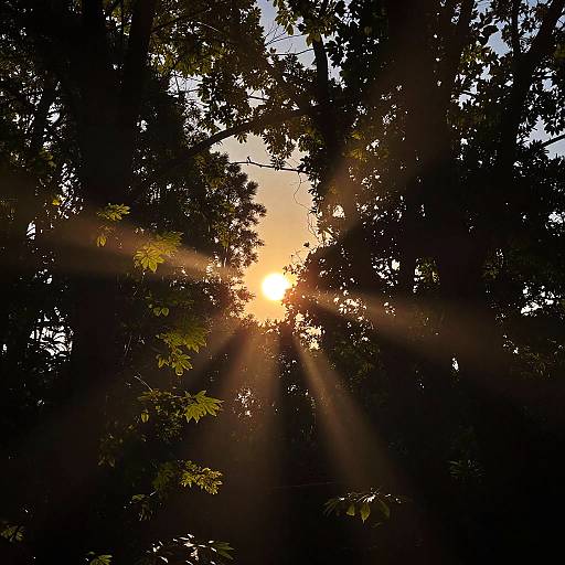 Vibrant Partial Eclipse Through Forest Canopy