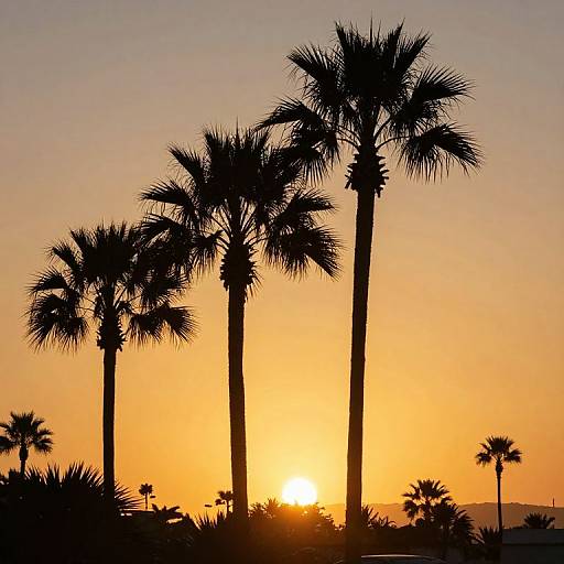 Sunset Palm Tree Serenity