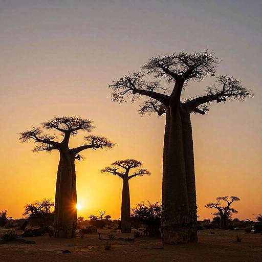 Baobab Trees at Western Sahara Sunset