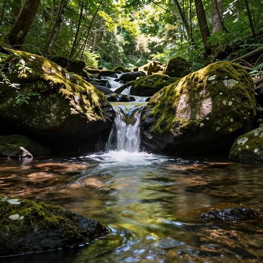 Serene Forest Stream with Crystal Water