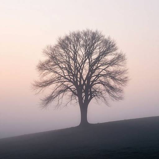 Misty Hill Lone Tree Silhouette
