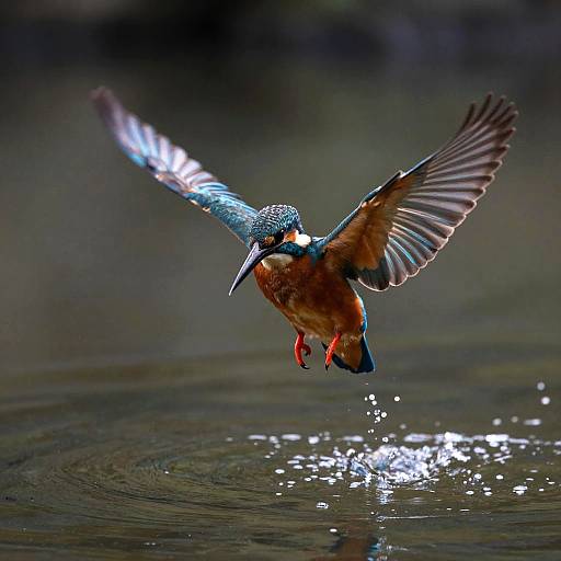 Azure Kingfisher Mid-Flight Over Water
