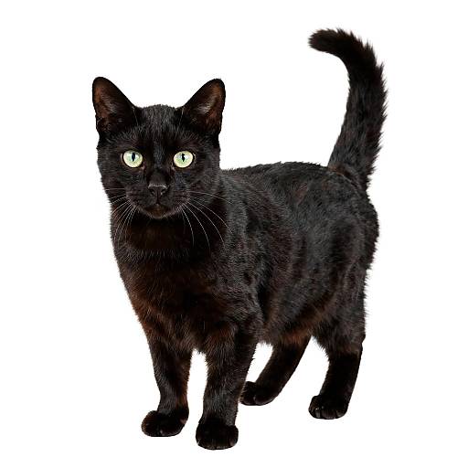 Black Cat Portrait on White Background