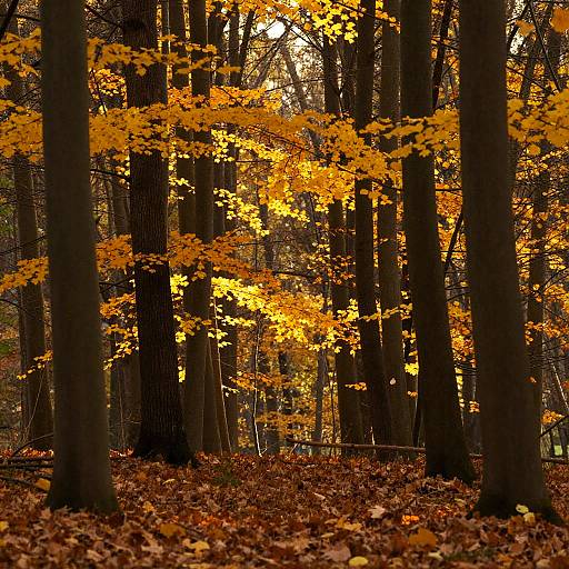 Photograph of a dense forest in autumn, showcasing tall trees with vibrant yellow-orange leaves and a carpet of fallen brown leaves on the forest floor.