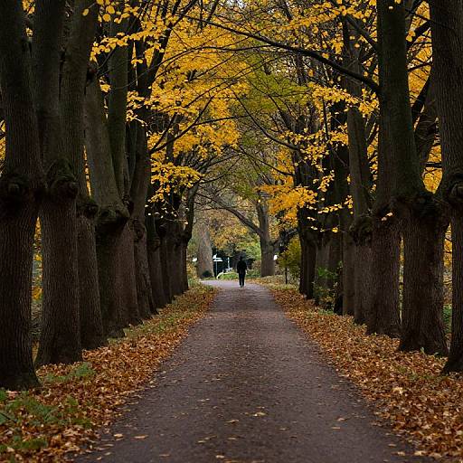 Photograph of a tree-lined path with vibrant yellow autumn leaves, fallen leaves on the ground, and two distant figures walking.