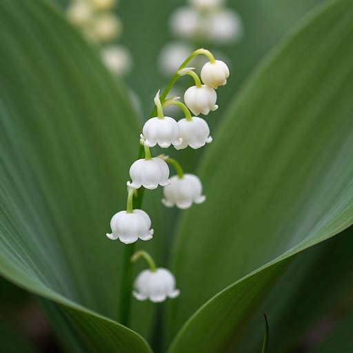 Graceful Lily of the Valley Blooms