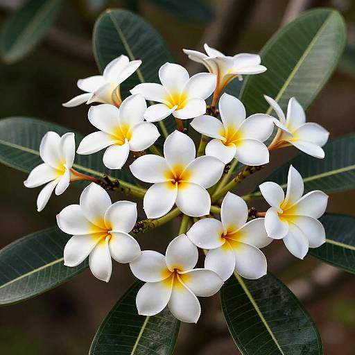 Radiant Plumeria Bouquet in Ingres Style