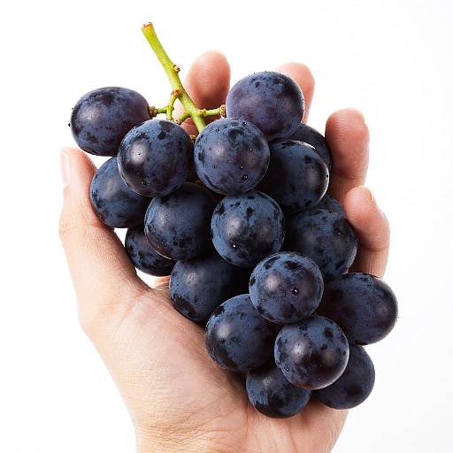 Hand Holding Dark Purple Grapes