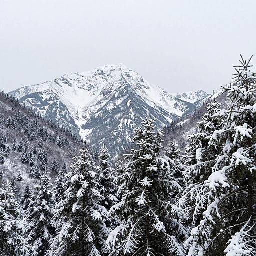 Snow-Capped Peaks with Fir Forests