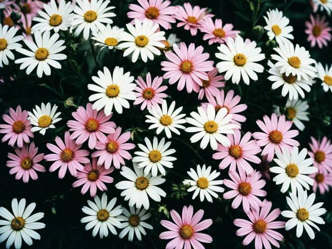 Close-Up of Beautiful Pink and White Flowers
