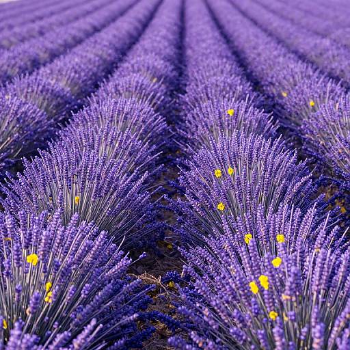 Photograph of vibrant lavender fields with rows of purple flowers, interspersed with small yellow flowers, creating a striking contrast.