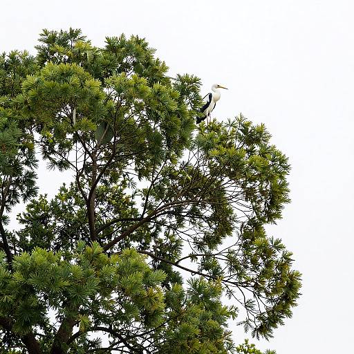 Photograph of a tall pine tree with dense, green needles and intricate branches against a bright white sky. Upper portion of the tree fills the frame.