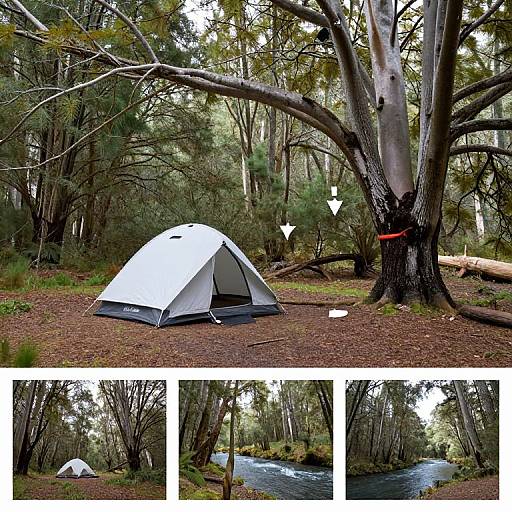 Campsite in Silver Beech Forest