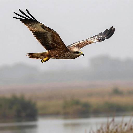 Majestic Marsh Harrier Over Misty Wetlands