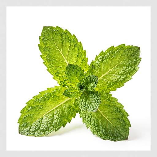 Close-Up of Fresh Green Mint Leaves