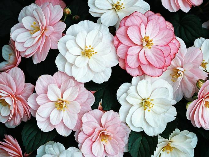 Close-Up Begonia Wallpaper Design