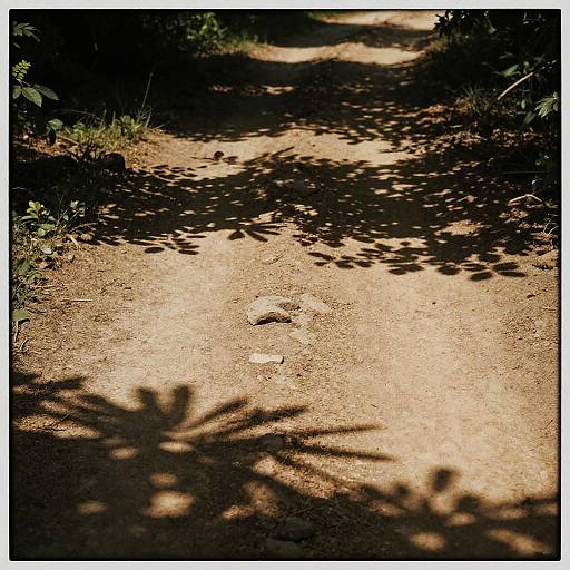 Sunlit Forest Path with Shadows