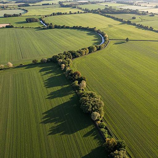 Aerial photograph of a winding tree-lined road cutting through lush, green, patchwork fields under sunlight, casting long shadows.