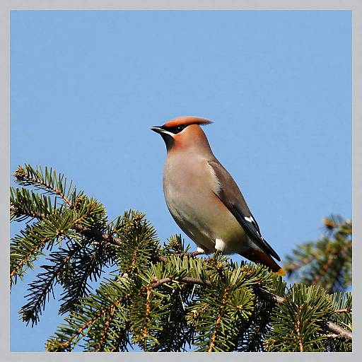 Photograph of a red-breasted male cedar waxwing bird perched on a green pine branch against a clear blue sky.