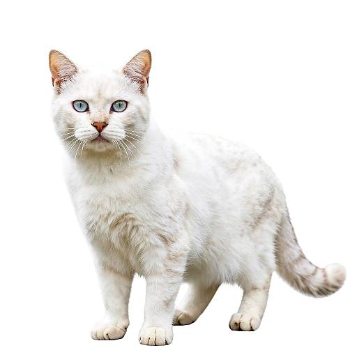 White Cat Portrait on Mountain