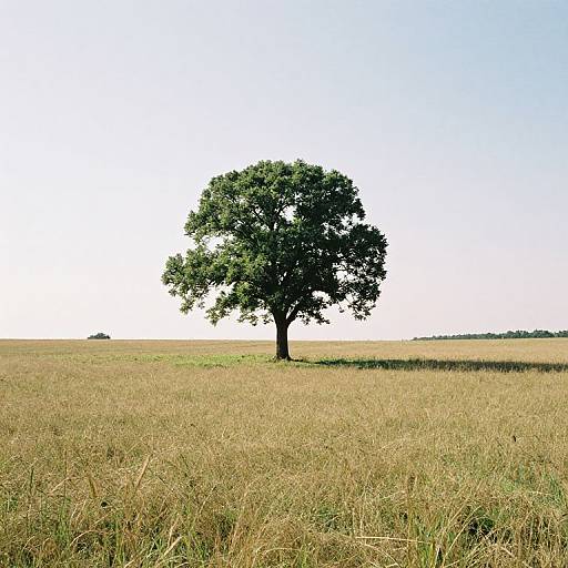 Realistic Photo of Lone Tree