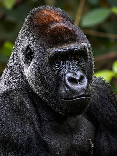 Detailed Western Lowland Gorilla Portrait