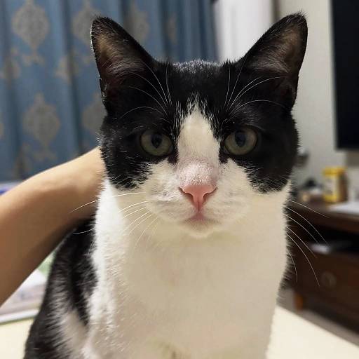 Blurry Black and White Cat Portrait