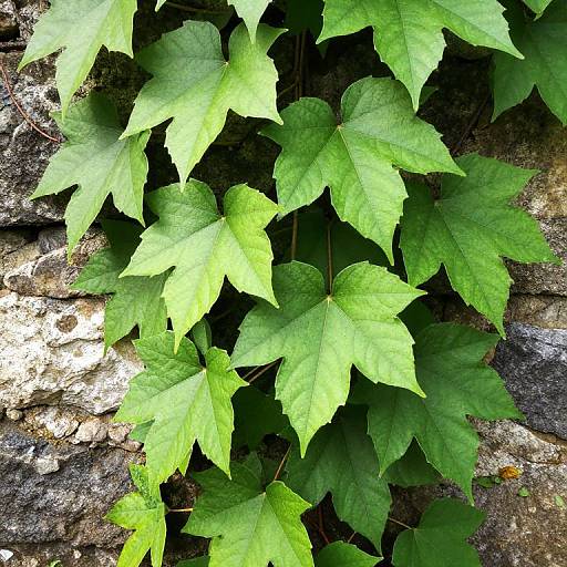 Realistic Vines Growing on Stone Wall
