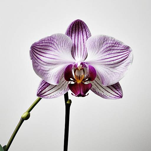 Award-Winning Fine Art Orchid Photograph