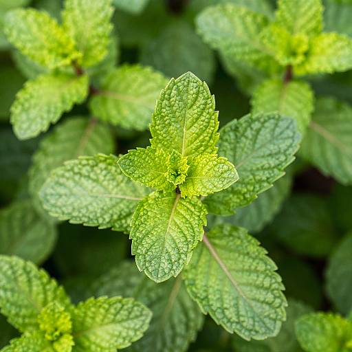 Close-Up of Vibrant Mint Leaves