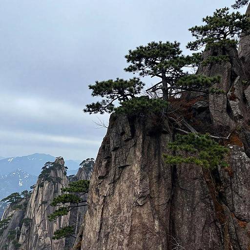 Ancient Pines on Mountain Cliff