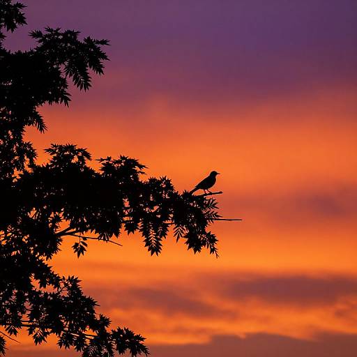Photograph of a silhouetted tree branch with a small bird perched, set against a vibrant orange and purple sunset sky.