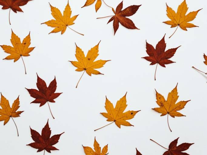 Autumn Leaves on Crisp White Surface
