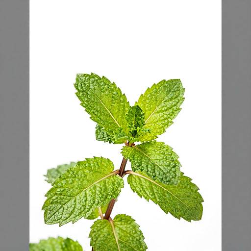 Vibrant Green Mint Plant Photo