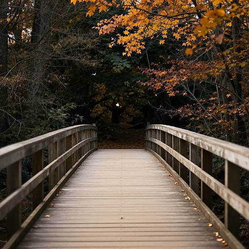 Photograph of a wooden bridge in a forest, leading into a dark, leafy path. Bright orange autumn leaves contrast against the shadows, creating a