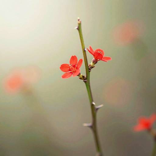 Macro Green Thorny Stem With Flowers