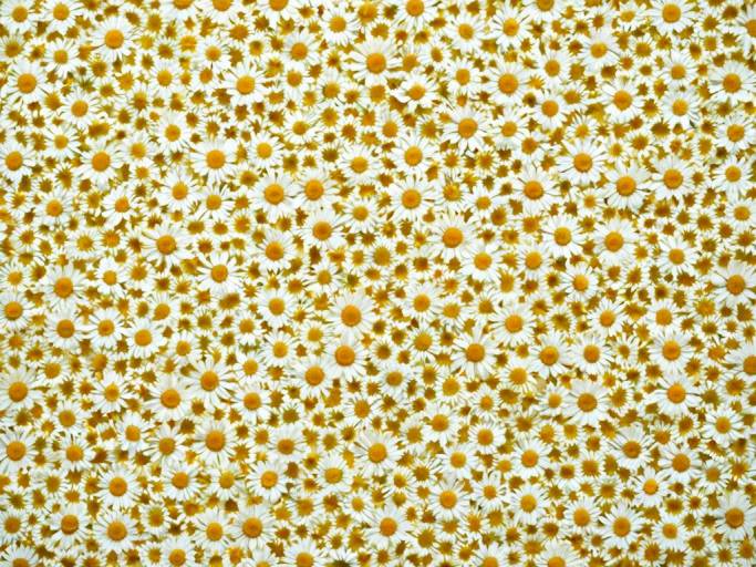 Vibrant Yellow Floral Wallpaper Design