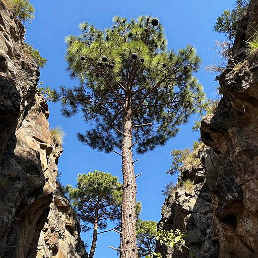 Towering Pine with Ebony Orbs