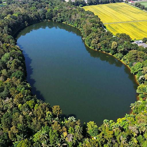 Aerial View of Lake Surrounded by Forest and Yellow Field