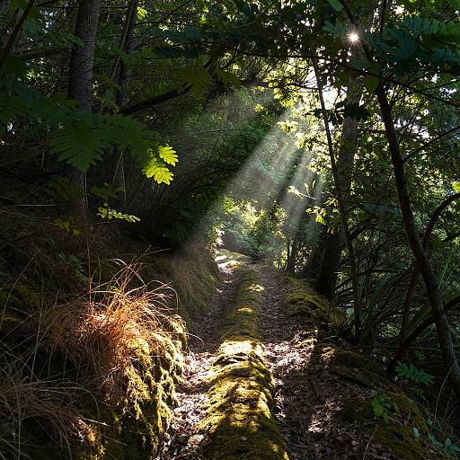 Sunlit Serene Forest Pathway