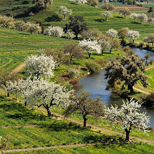 Verdant Hillside Orchard Landscape