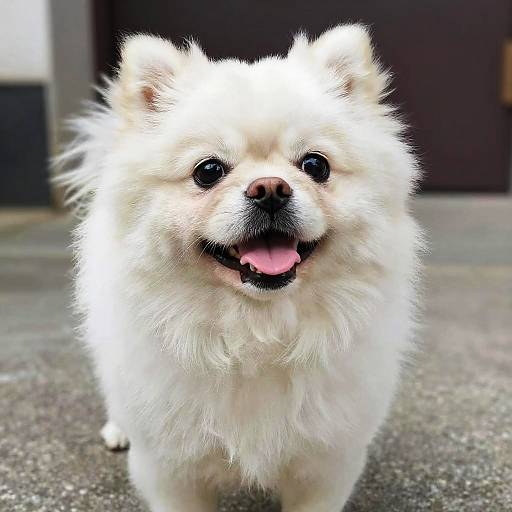 Photograph of a fluffy white Pomeranian dog with black nose and ears, smiling with tongue out, standing on a concrete sidewalk.