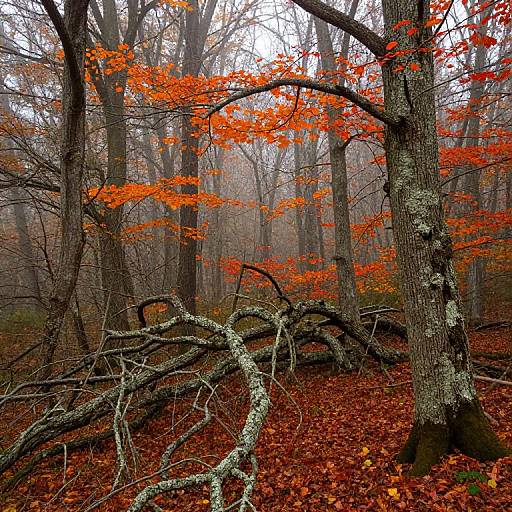 Autumn forest photograph: vivid orange leaves on tall trees, gnarled moss-covered branches, and a forest floor blanketed in red fallen leaves,