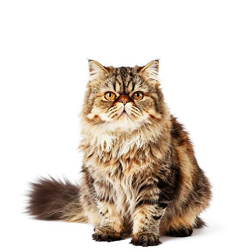 Persian Cat Portrait on Mountain