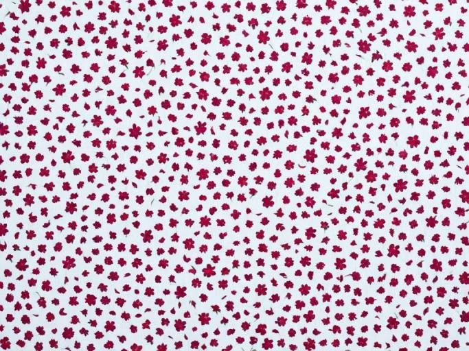 Pink and White Floral Pattern Background