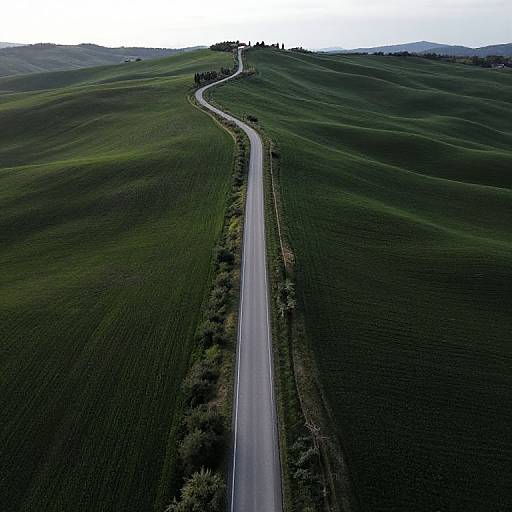 Bezier Curve Aerial Roadside Vegetation