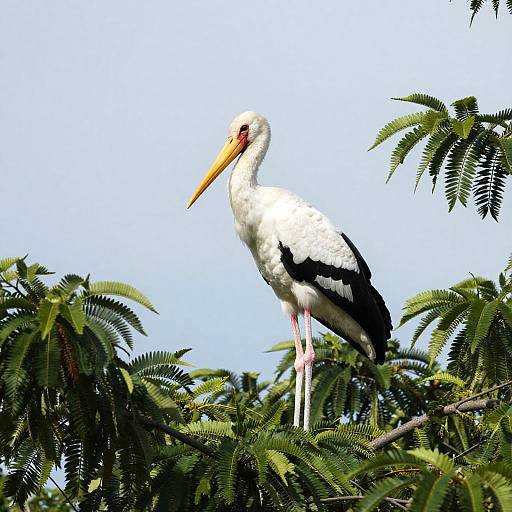 Stork Perched on Green Tree Branch